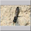 Trypoxylon figulus - Grabwespe 07 OS-Wallenhorst-Tongrube-Lehmwand - det.jpg